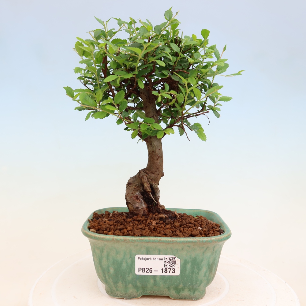 Zimmerbonsai - Ulmus parvifolia - Kleinblättrige Ulme
