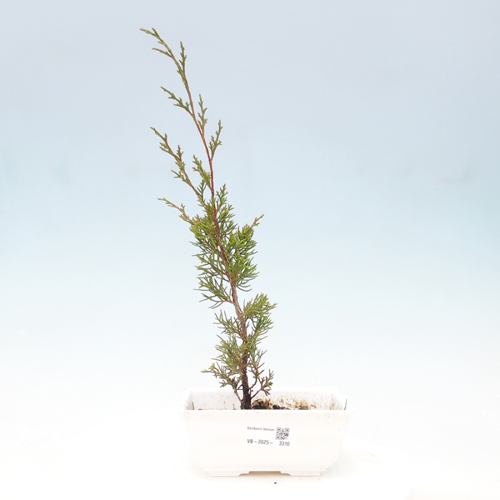 Bonsai für draußen - Juniperus chinensis Itoigawa
