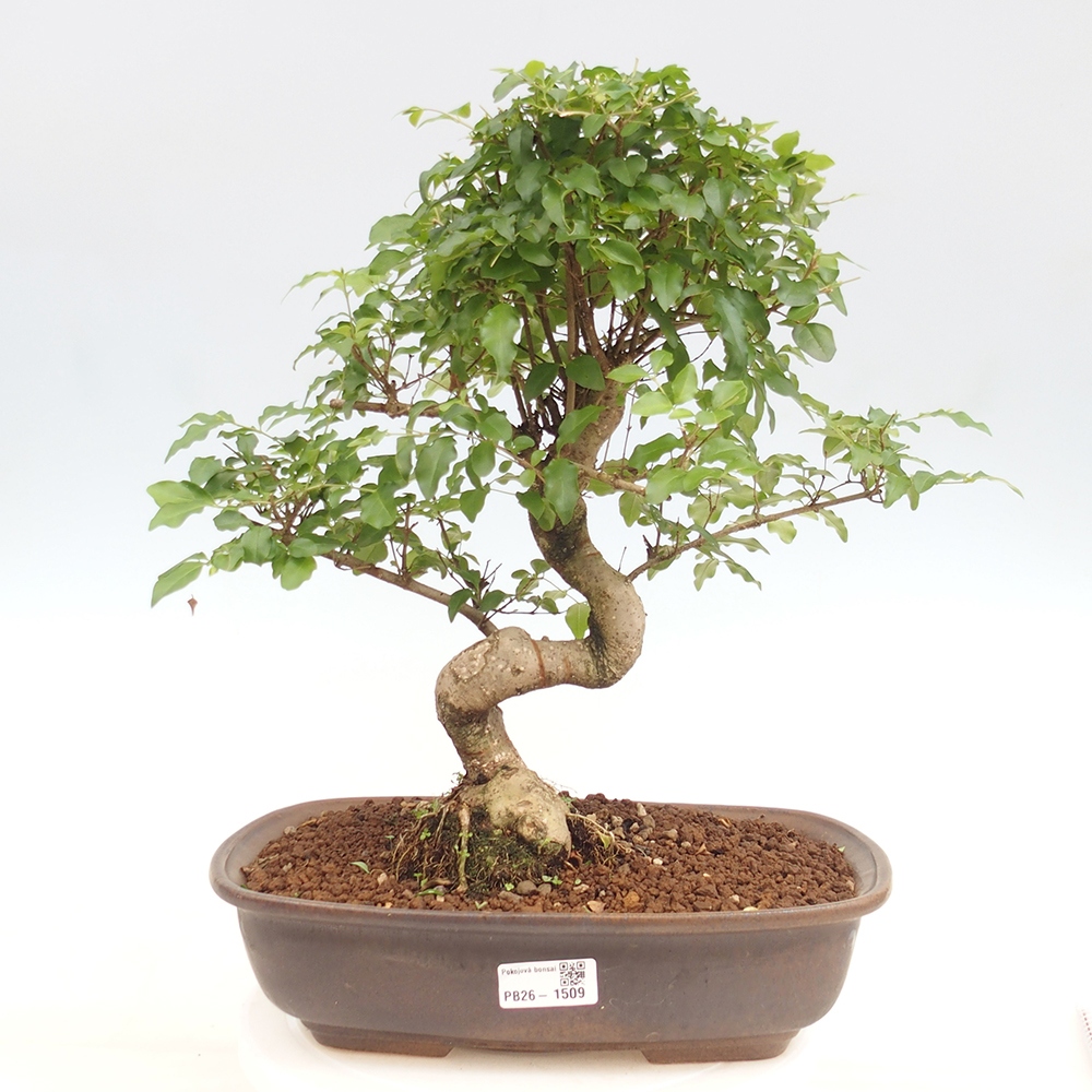 Zimmer Bonsai -Ligustrum chinensis - Vogelschnabel