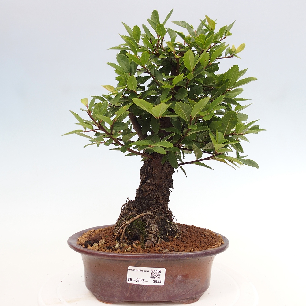 Bonsai für draußen - Zelkova - Zelkova NIRE