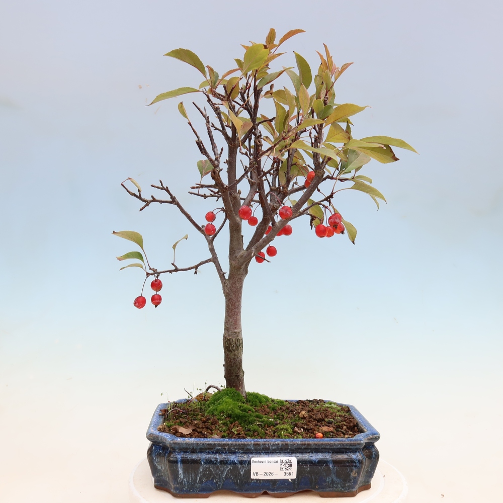 Outdoor-Bonsai -Malus domestica - Kleinfrüchtiger rotblättriger Apfelbaum