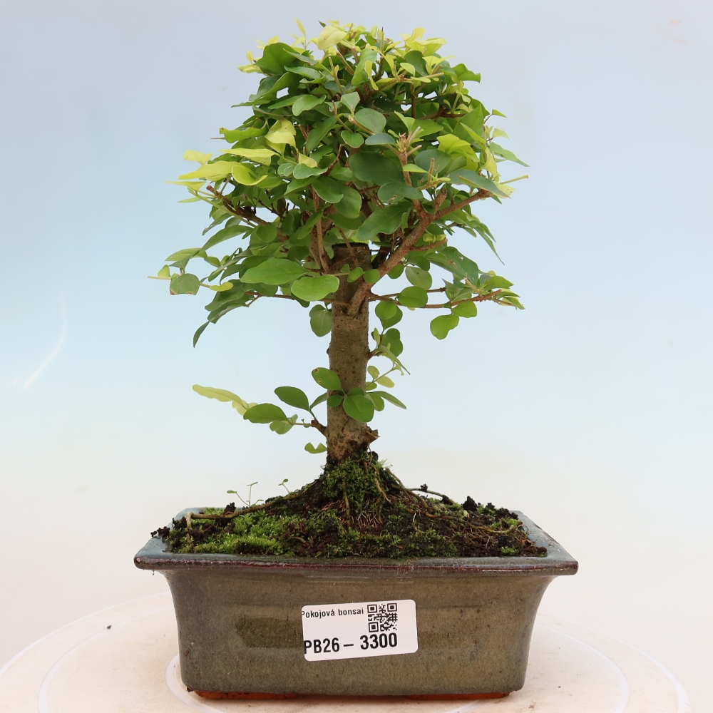 Zimmer Bonsai -Ligustrum chinensis - Vogelschnabel