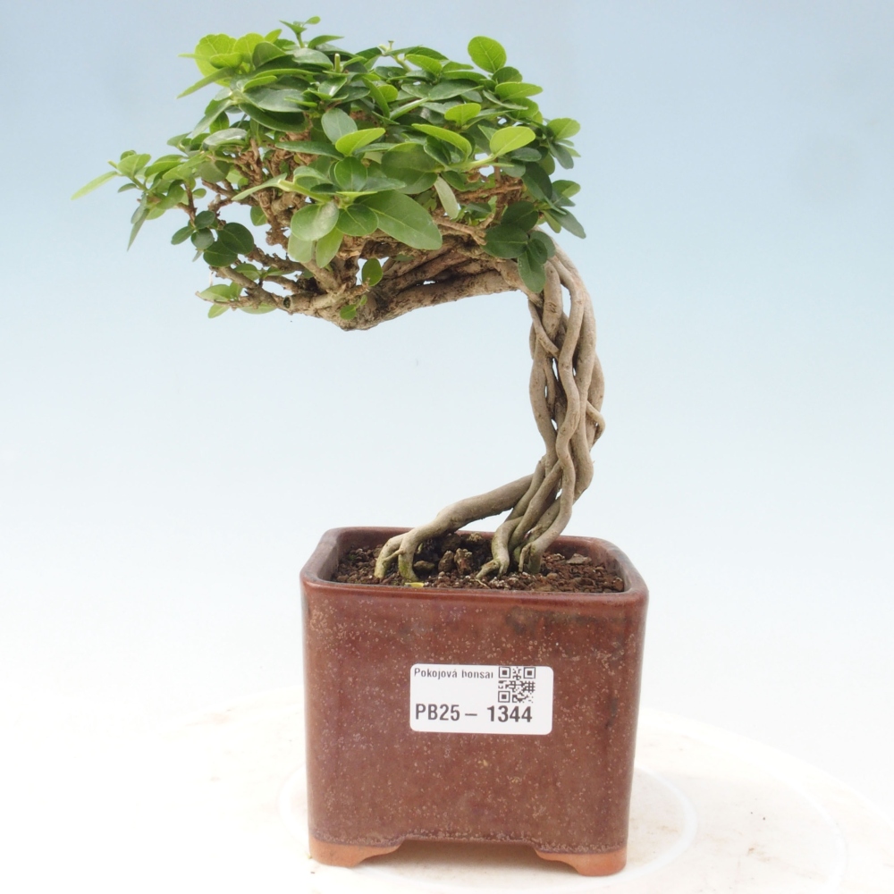 Zimmerbonsai - Premna serratifolia - Kozlovna malolista