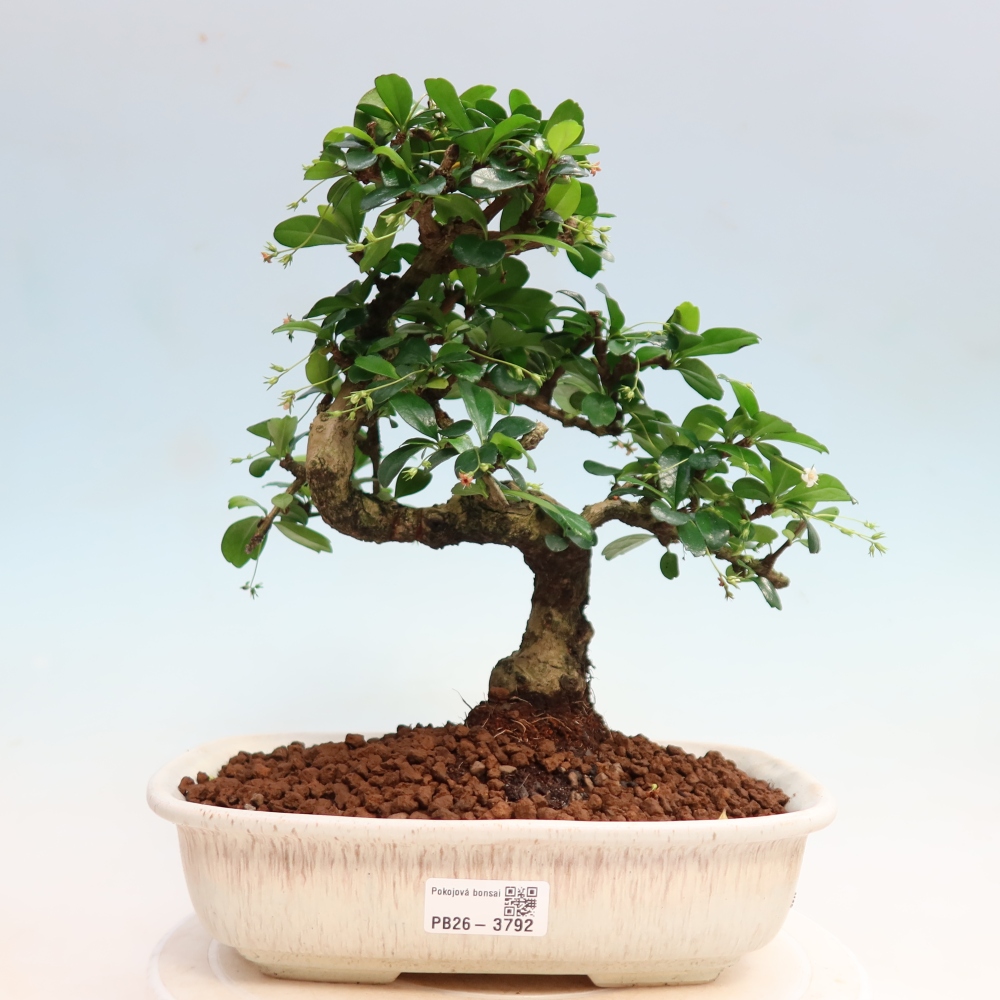 Zimmer-Bonsai - Carmona macrophylla - Tee-Fuki