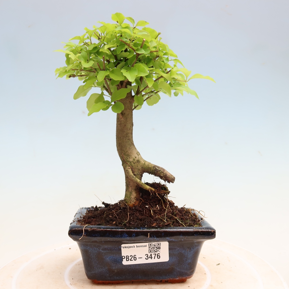 Zimmer Bonsai -Ligustrum chinensis - Vogelschnabel