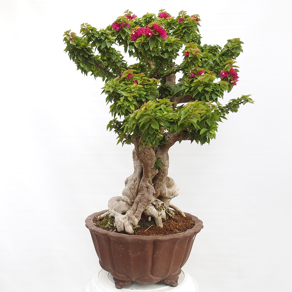 Zimmer Bonsai - Bouganwilea