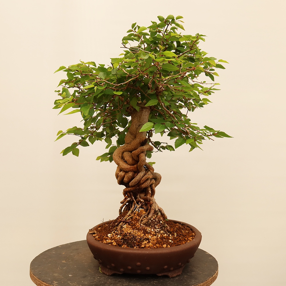 Bonsai für draußen - Karpinus Coreana - Koreanische Hainbuche