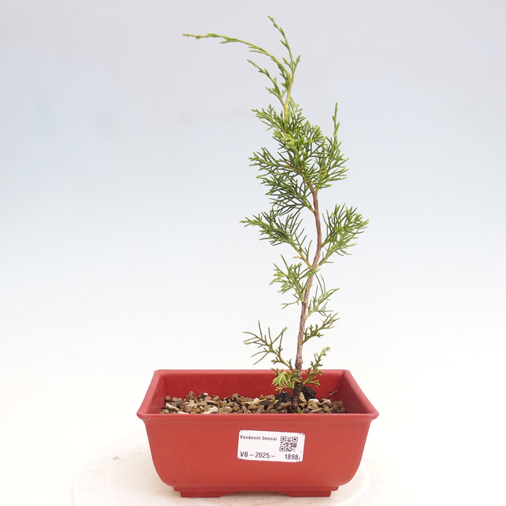 Bonsai für draußen - Juniperus chinensis Itoigawa