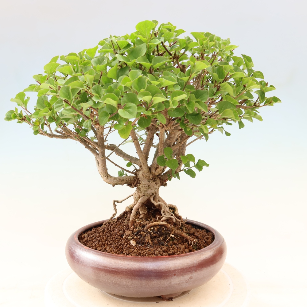 Bonsai für draußen - Syringa microphylla - Kleinblütiger Flieder