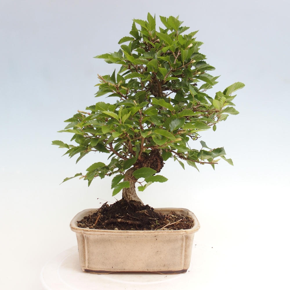 Bonsai für draußen -Carpinus CARPINOIDES - Koreanische Hainbuche