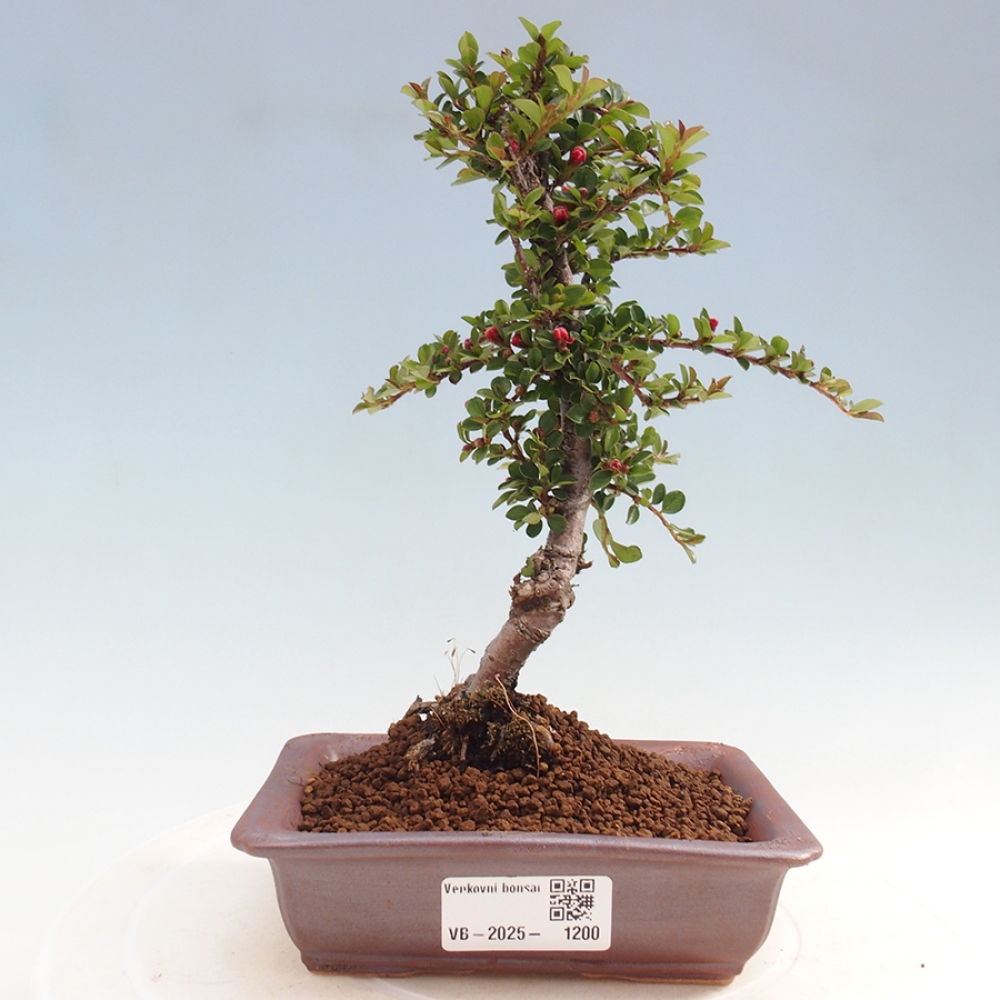 Freiland-Bonsai-Cotoneaster horizontalis - Rocky Mountain
