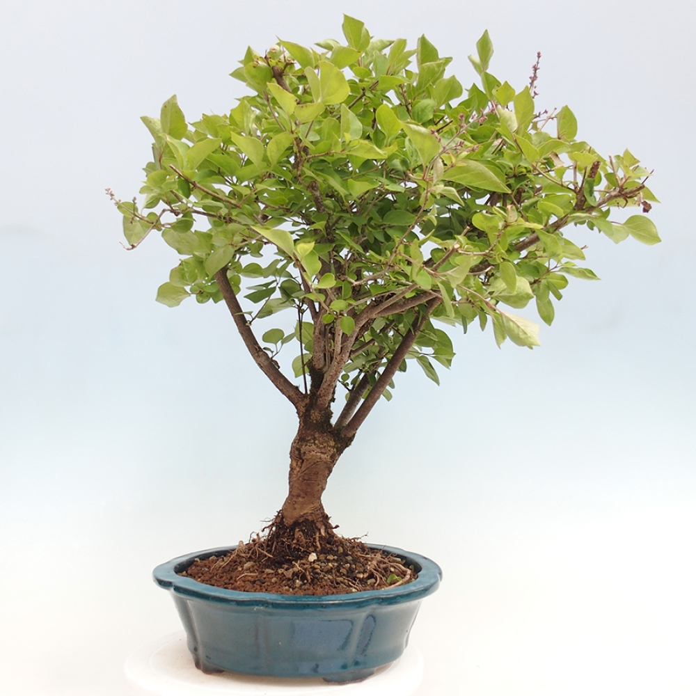 Bonsai für draußen - Syringa Meyeri Palibin - Meyer's Flieder