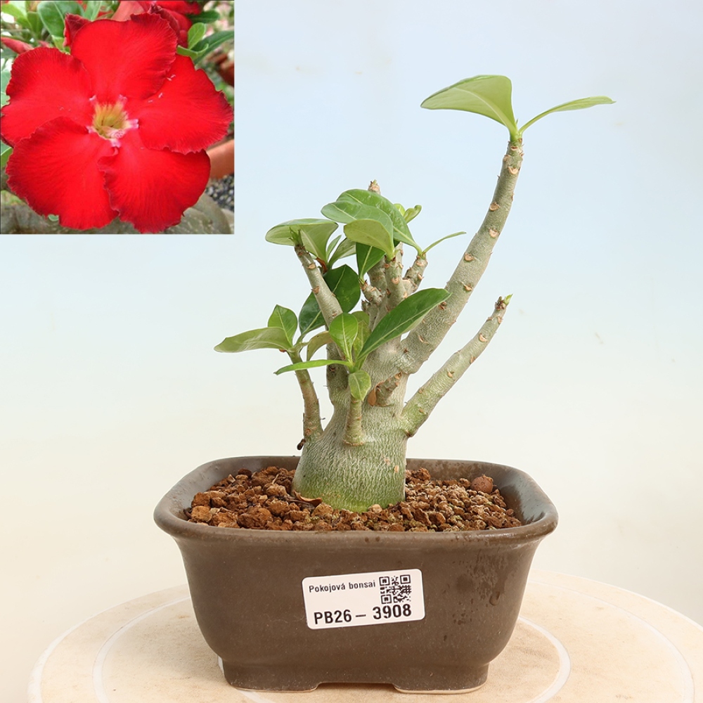 Zimmerbonsai – Adenium obesum „Red Star“ – Wüstenrose