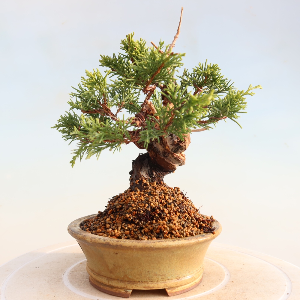 Bonsai für draußen - Juniperus chinensis Itoigawa