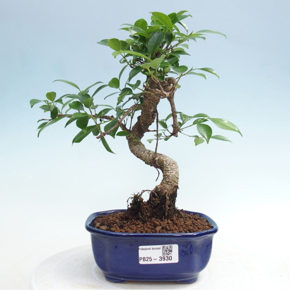 Zimmerbonsai - Ficus retusa - Kleinblättriger Ficus