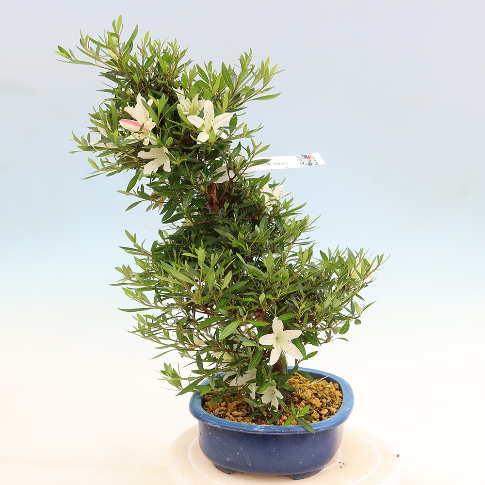 Bonsai für draußen - Japanische Azalee - Azalea Hakurin