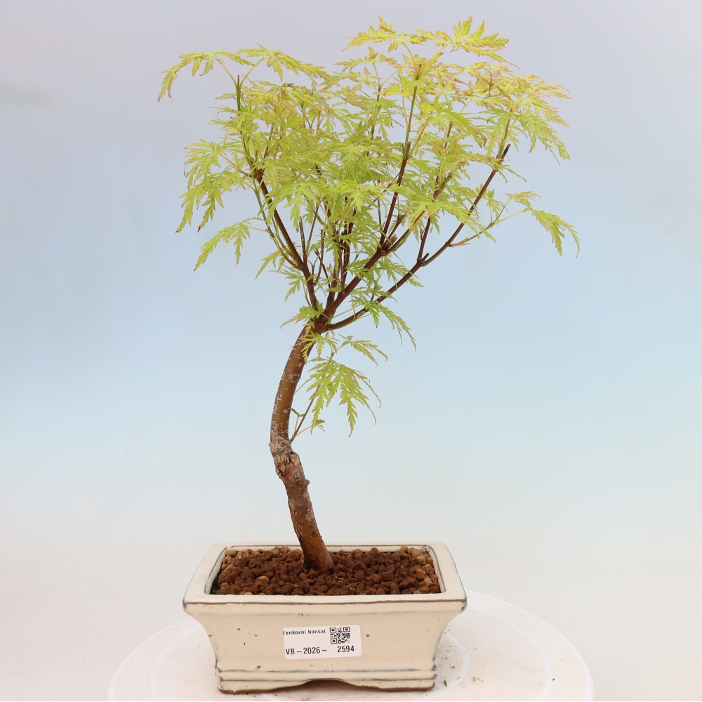 Bonsai für draußen - Acer palmatum Dissectum