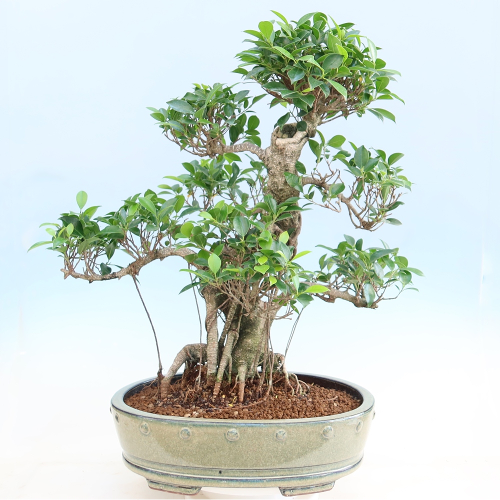 Zimmerbonsai - Ficus kimmen - Kleinblättriger Ficus