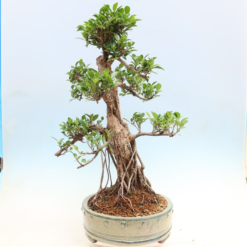 Zimmerbonsai - Ficus kimmen - Kleinblättriger Ficus
