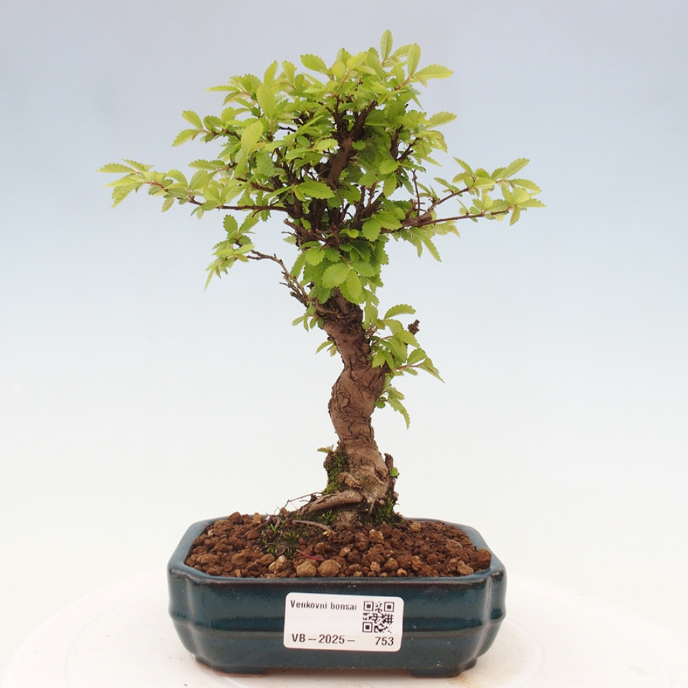 Bonsai für draußen - Zelkova - Zelkova NIRE