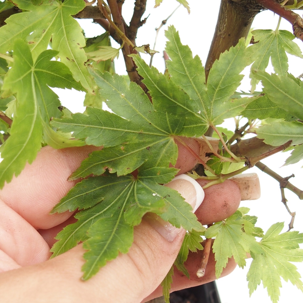 Bonsai für draußen - Acer palmatum Dr Tilt im Container