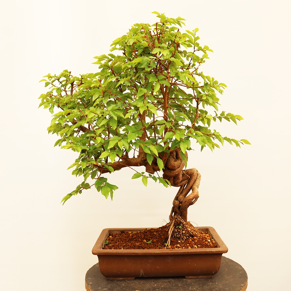 Bonsai für draußen - Karpinus Coreana - Koreanische Hainbuche