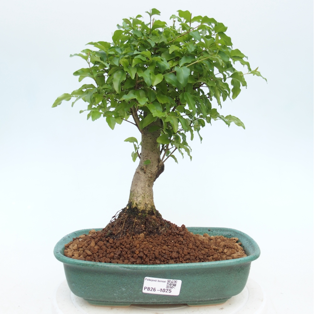 Zimmer Bonsai -Ligustrum chinensis - Vogelschnabel