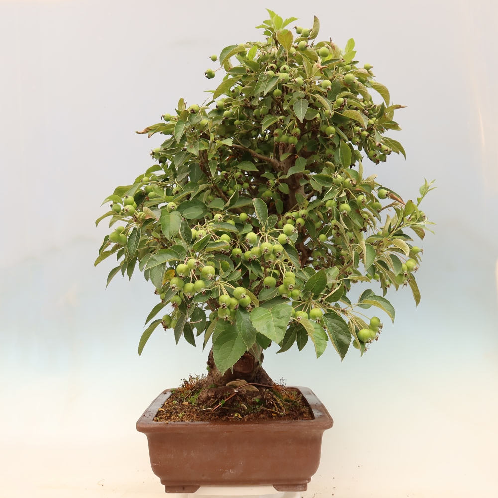 Outdoor-Bonsai -Malus halliana - Kleinfrüchtiger Apfelbaum