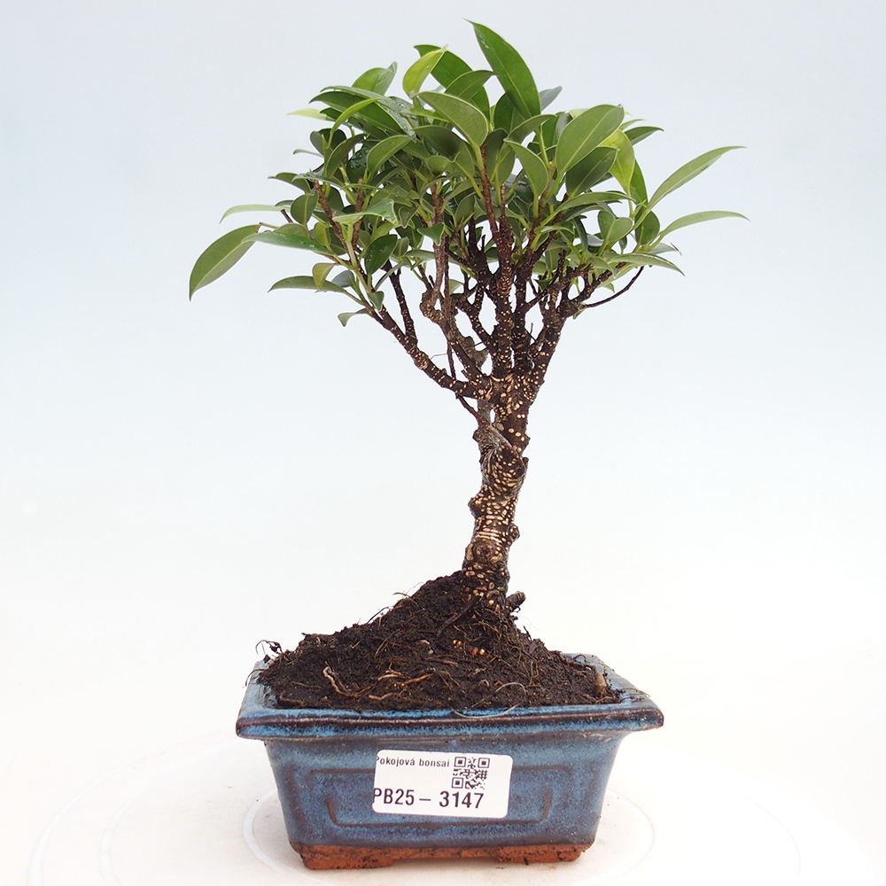 Zimmer Bonsai Ficus retusa kimmen
