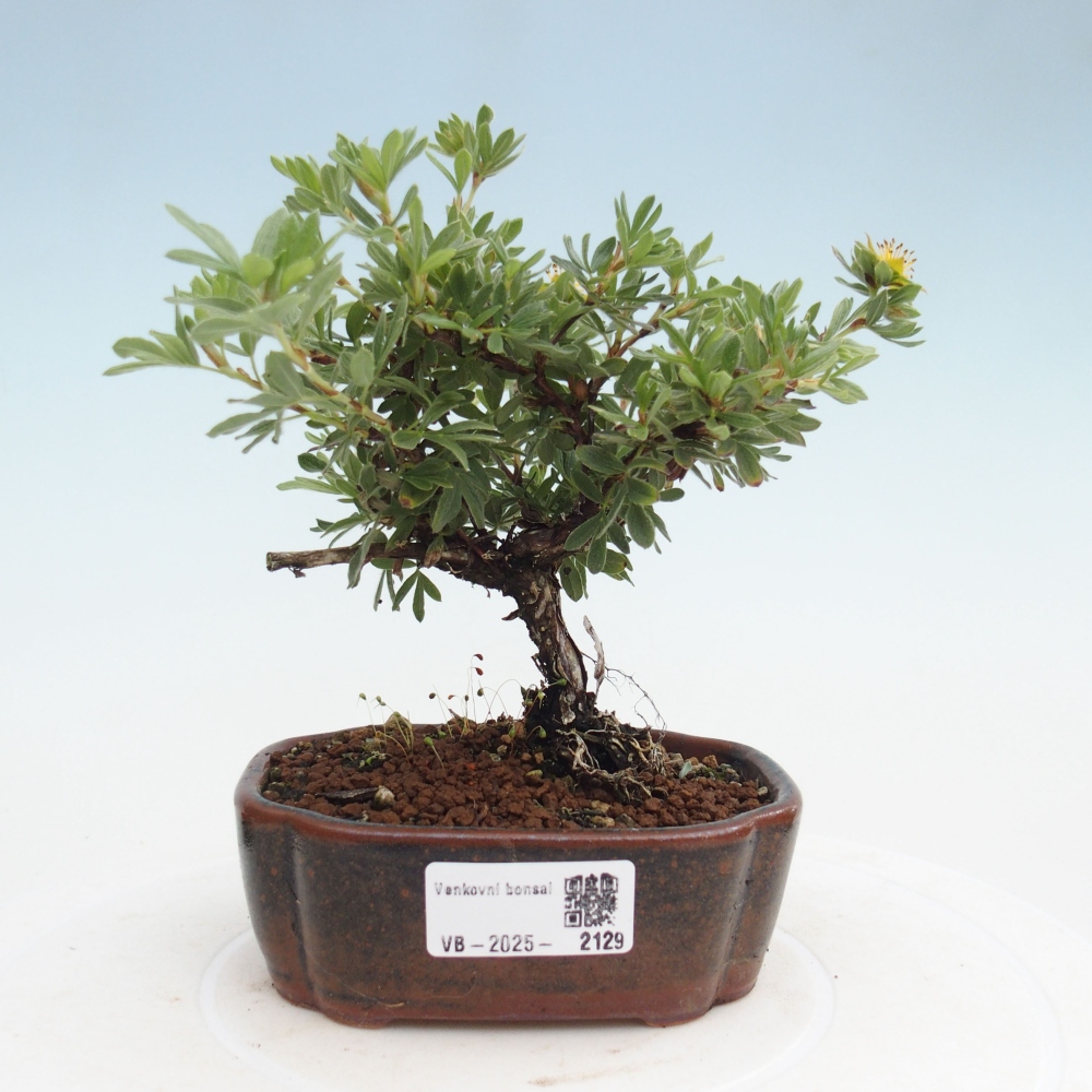 Bonsai für draußen - Potentila fruticosa gelber Vogel