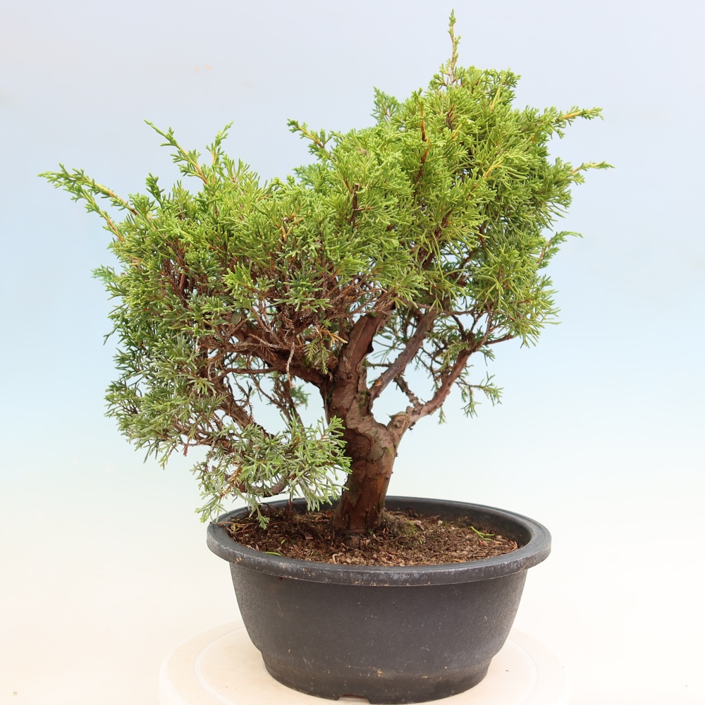 Bonsai für draußen - Juniperus chinensis Itoigawa-Juniperus chinensis