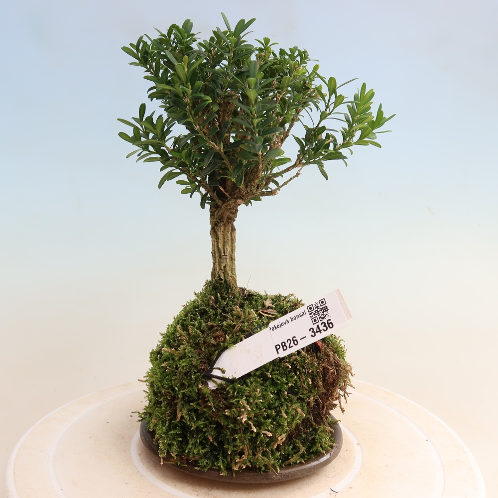 Kokedama mit Untersetzer – Buxus harlandii – Korkbuchsbaum  