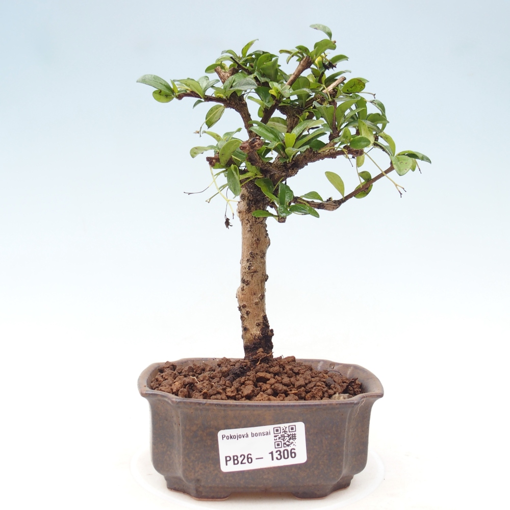 Zimmer-Bonsai - Carmona macrophylla - Tee-Fuki