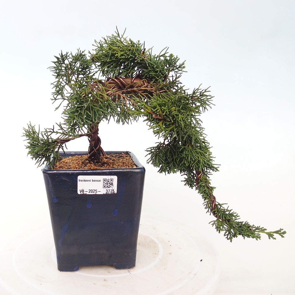 Bonsai für draußen - Juniperus chinensis Kishu