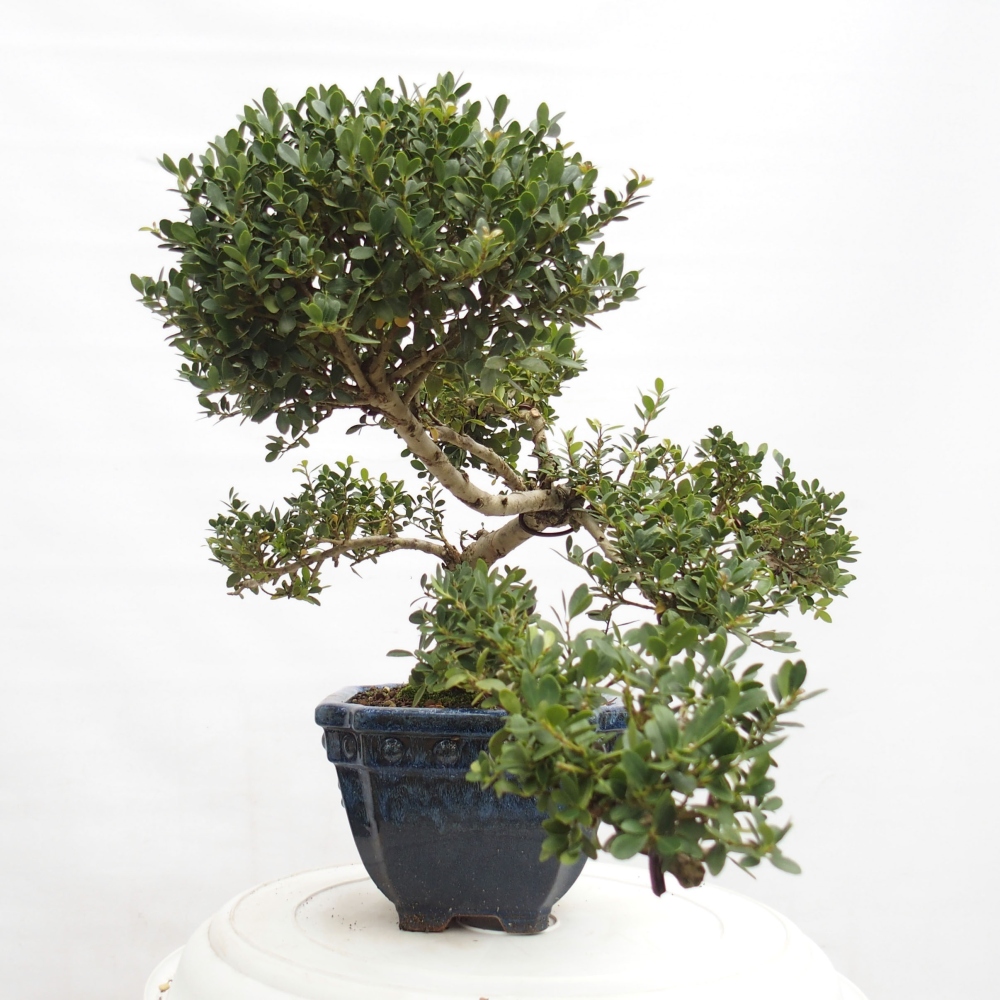 Zimmer Bonsai - Ilex crenata - Stechpalme