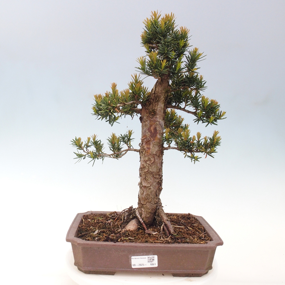 Bonsai für draußen - Taxus cuspidata - Japanische Eibe
