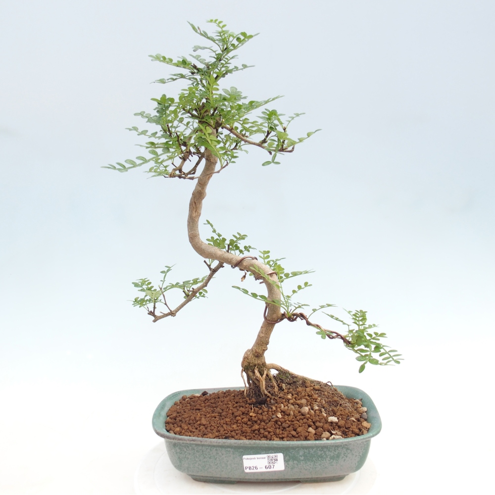 Zimmer Bonsai - Zantoxylum piperitum - Pfefferbaum