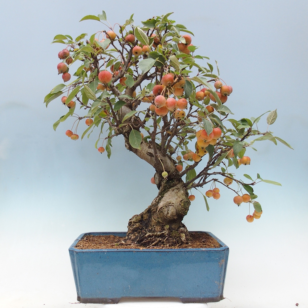 Outdoor-Bonsai -Malus halliana - Kleinfrüchtiger Apfelbaum