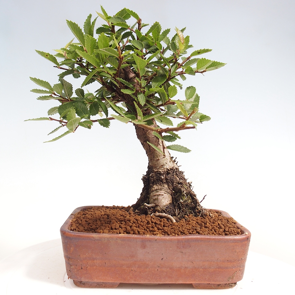 Bonsai für draußen - Zelkova - Zelkova NIRE