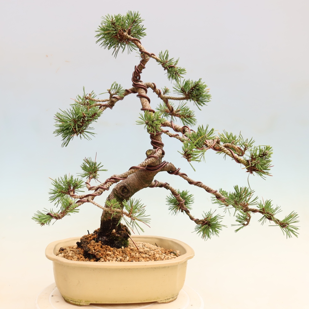 Bonsai für den Außenbereich – Pinus mugo Humpy – Zwergkiefer