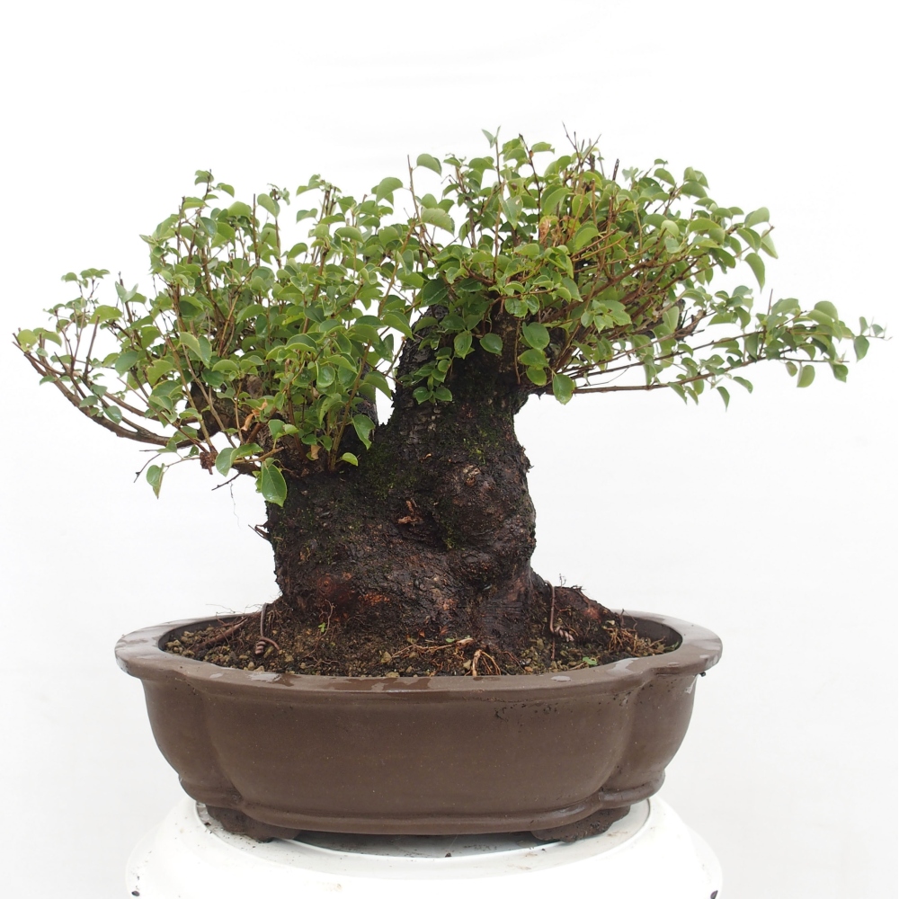Bonsai für draußen - Mahalebka - Prunus mahaleb
