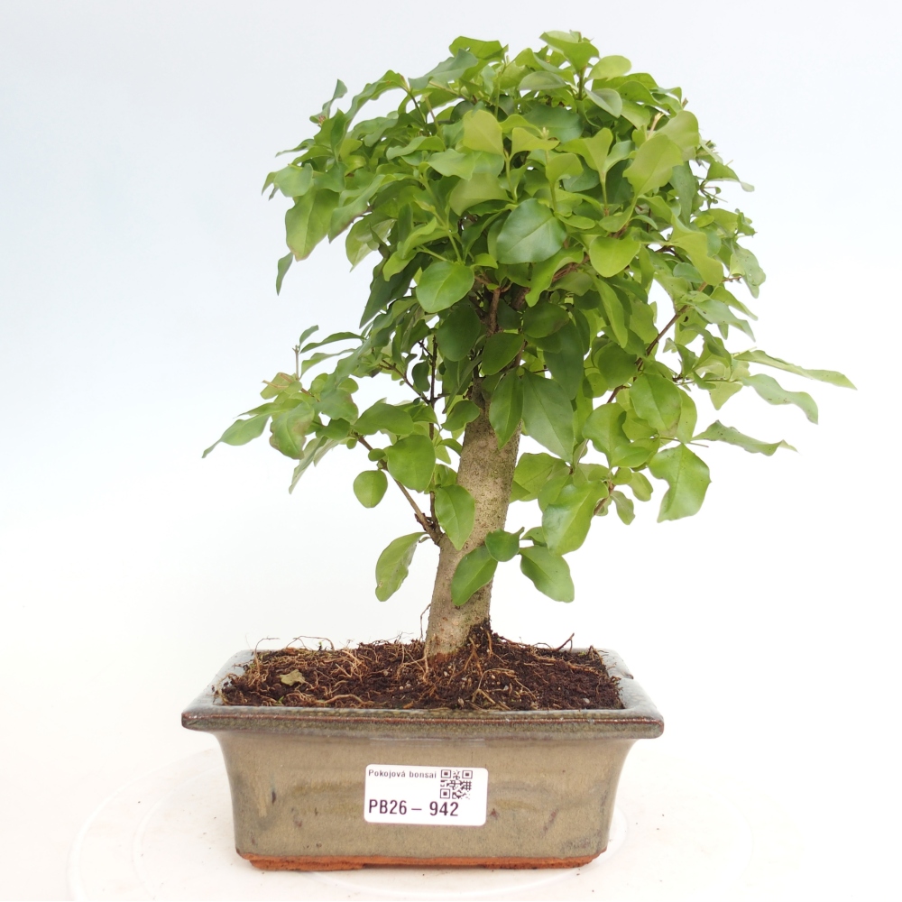 Zimmer Bonsai -Ligustrum chinensis - Vogelschnabel