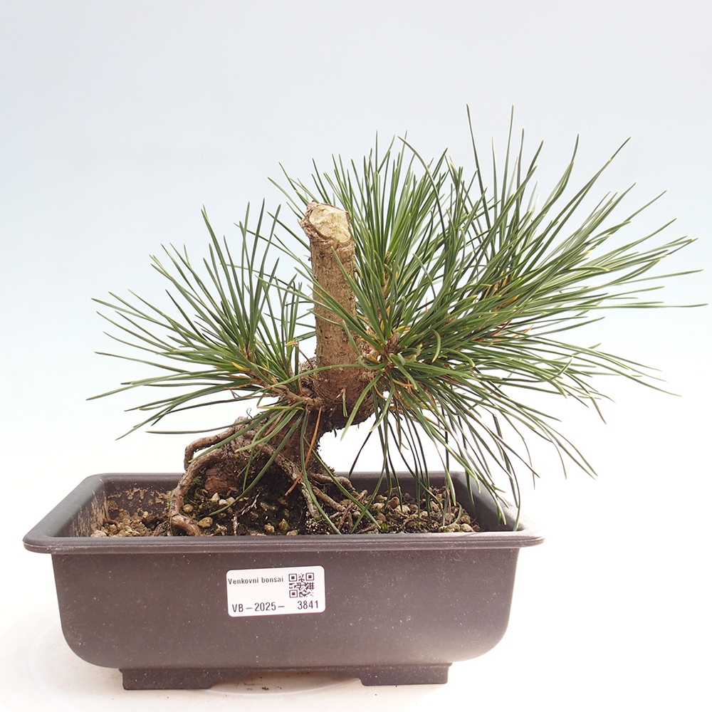 Bonsai für draußen - Pinus thunbergii - Thunberg-Kiefer
