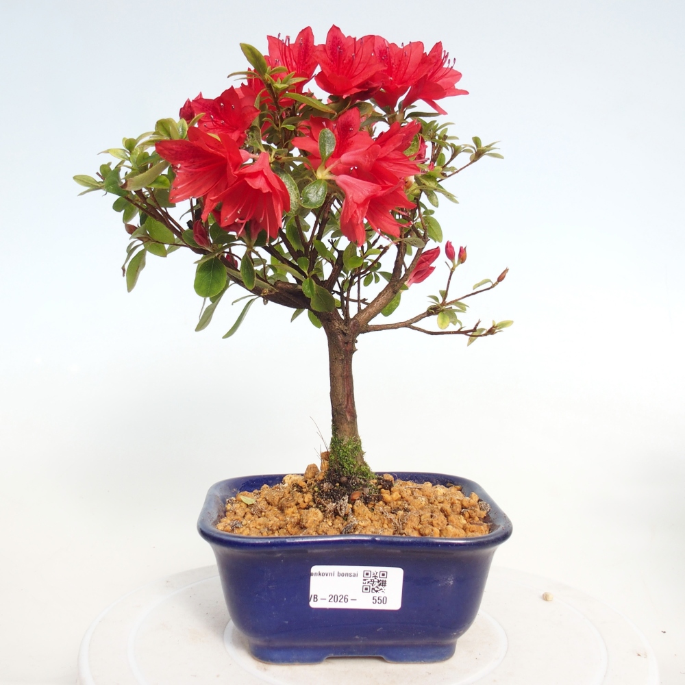 Bonsai für draußen - Japanische Azalee - Azalea sp.