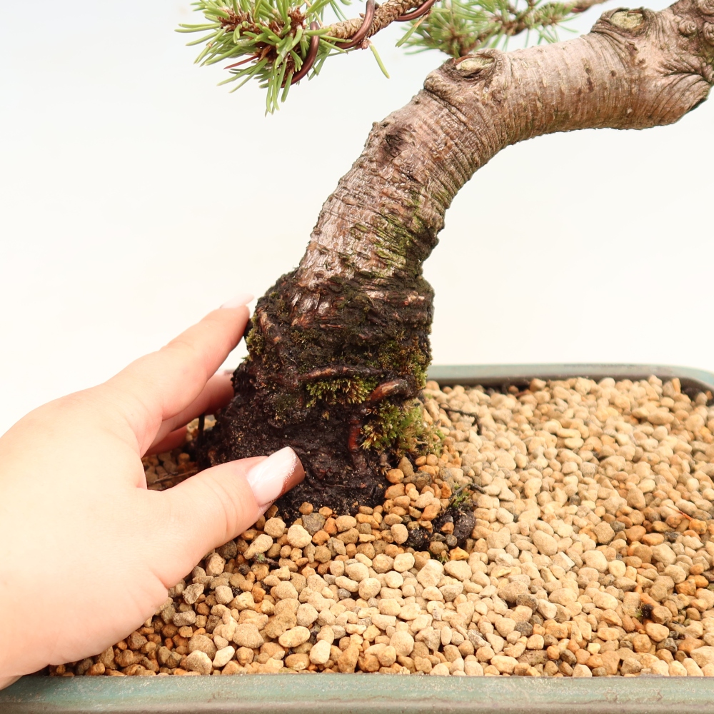Bonsai für den Außenbereich – Pinus mugo Humpy – Zwergkiefer