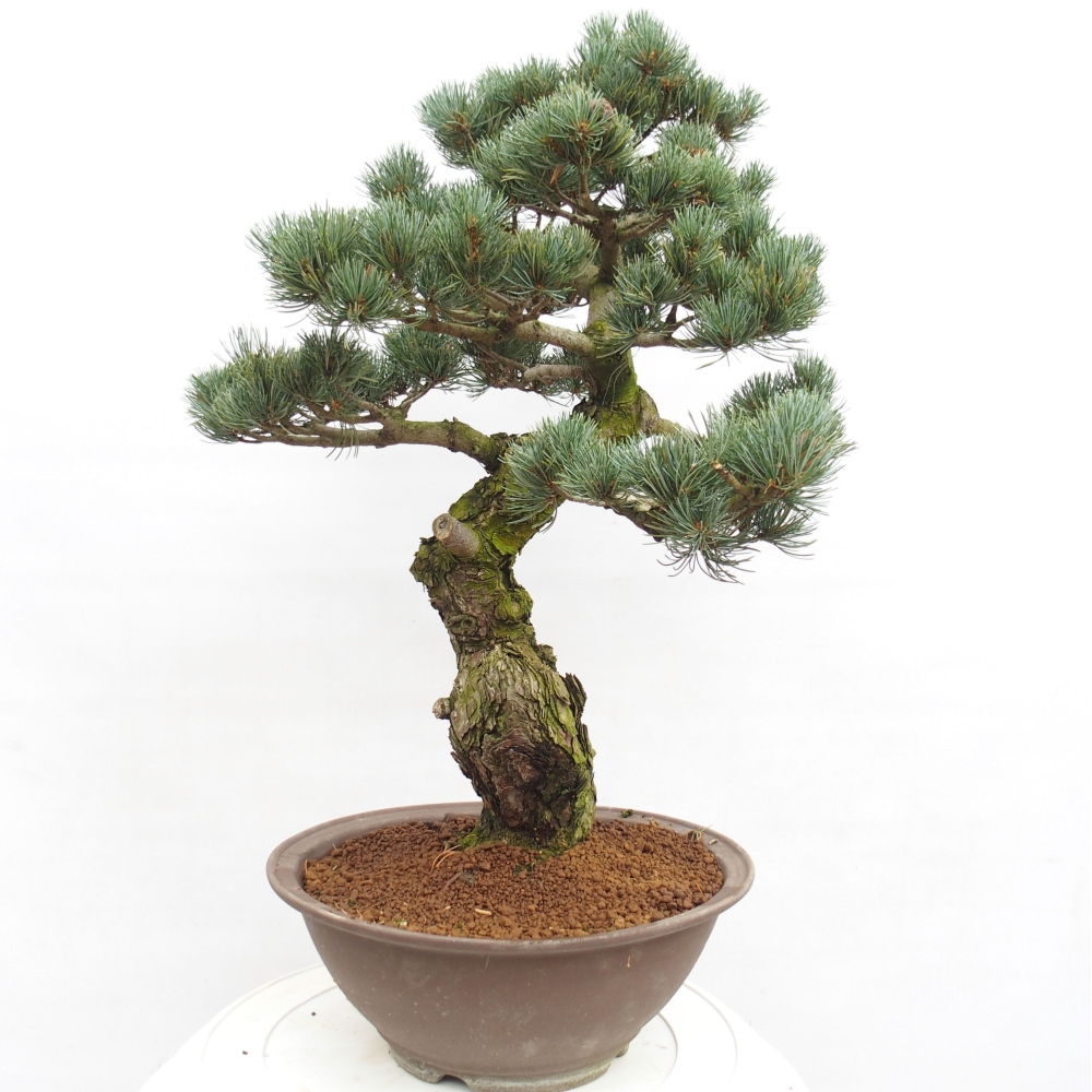 Bonsai für draußen - Pinus parviflora - Pinus parviflora