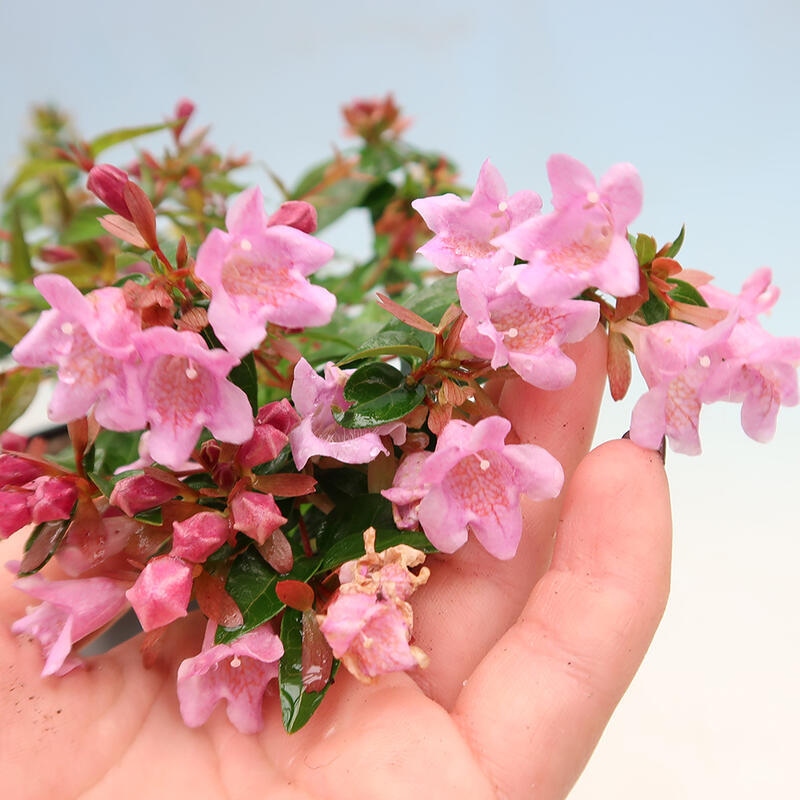Bonsai für draußen - Abelia Grandiflora - Abelia grandiflora