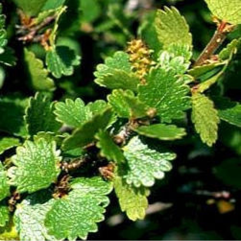 Bonsai für den Außenbereich – Zwergbirke – Betula NANA Golden Treasure