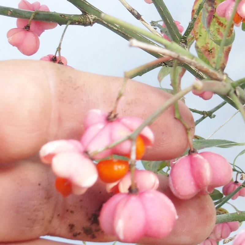 Bonsai für draußen - Europäische Ulme - euonimus