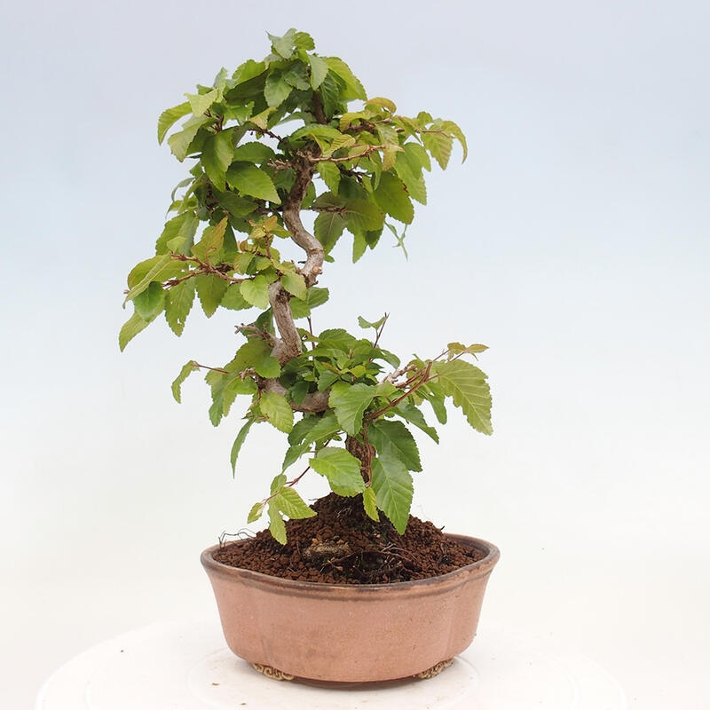 Bonsai für draußen -Carpinus CARPINOIDES - Koreanische Hainbuche